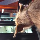 Atti at Whataburger (619713)