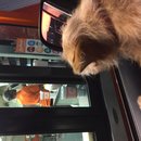 Atti at Whataburger (619722)