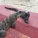 Visiting Akumal with Amy (619744)