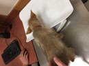 Atti's First Vet Visit (619770)