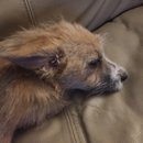 New Atti Pics (622105)