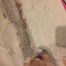 New Atti Pics (622154)