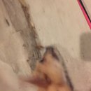 New Atti Pics (622165)