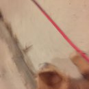 New Atti Pics (622157)