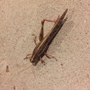 New Atti Pics (622068)