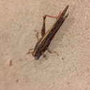 New Atti Pics (622075)