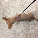 Atti's Last Shots (623684)