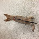 Atti's Last Shots (623716)