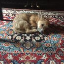 Hanging at Broadmoor (623717)