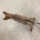 Atti's Last Shots (623649)