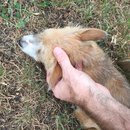 Jonas and Link Day 2 (623099)