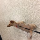 Atti's Last Shots (623819)