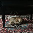 Hanging at Broadmoor (623800)