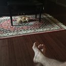 Hanging at Broadmoor (623813)