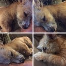 Outings with Atti (625244)