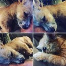 Outings with Atti (625266)