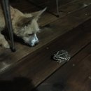 Brewster and Atti (625333)