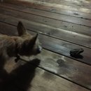 Brewster and Atti (625379)