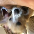 Atti Adventures (625382)