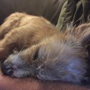 Atti Adventures (625445)