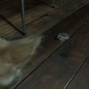 Brewster and Atti (625400)