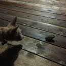 Brewster and Atti (625367)