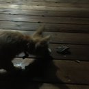 Brewster and Atti (625461)