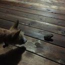 Brewster and Atti (625349)