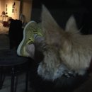 Atti Adventures (625441)