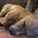 Atti Adventures (625473)