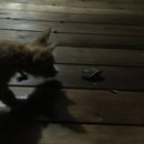 Brewster and Atti (625490)