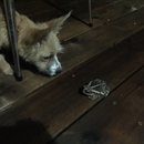 Brewster and Atti (625355)