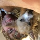 Atti Adventures (625321)