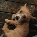 Brewster and Atti (625404)