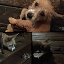 Outings with Atti (625360)