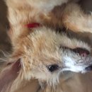 Atti Adventures (625275)