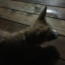 Brewster and Atti (625327)