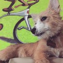 Atti Adventures (625361)