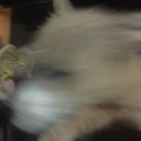 Atti Adventures (625483)