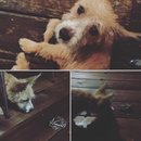 Outings with Atti (625547)