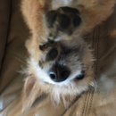 Atti Adventures (625574)