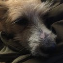 Atti Adventures (625536)