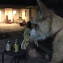 Atti Adventures (625564)