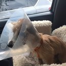 Atti Surgery (628369)