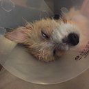 Atti Surgery (628396)