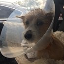 Atti Surgery (628479)