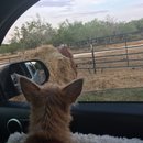 Roadtrip with Atti (628473)