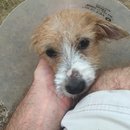 Atti Post Surgery (629620)