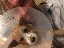 Atti Post Surgery (629627)