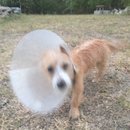 Atti Post Surgery (629621)